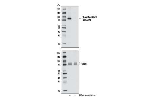  Image 21: Type I Interferon Induction and Signaling Antibody Sampler Kit