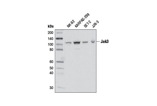  Image 10: Phospho-Jak Family Antibody Sampler Kit