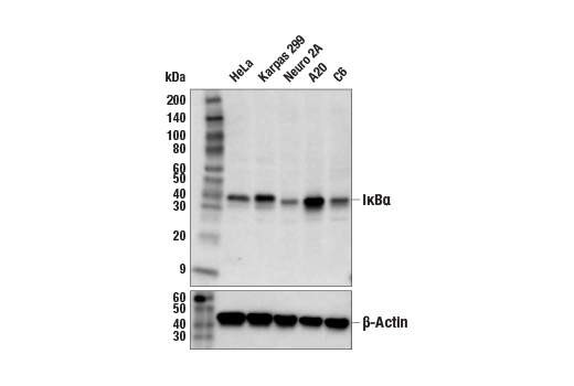 Western Blotting Image 2: IκBα (44D4) Rabbit mAb (BSA and Azide Free)