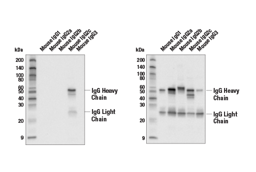 Western Blotting Image 1: Goat Anti-Mouse IgG2c Antibody (Biotin Conjugate)