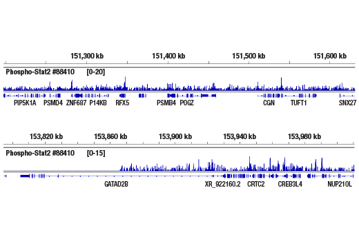  Image 21: IFN (Type I/III) Signaling Pathway Antibody Sampler Kit