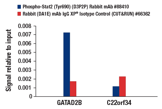CUT and RUN Image 3: Phospho-Stat2 (Tyr690) (D3P2P) Rabbit mAb