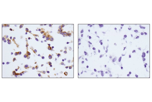 Immunohistochemistry Image 7: EpCAM (E6V8Y) XP® Rabbit mAb (Mouse Preferred) (BSA and Azide Free)