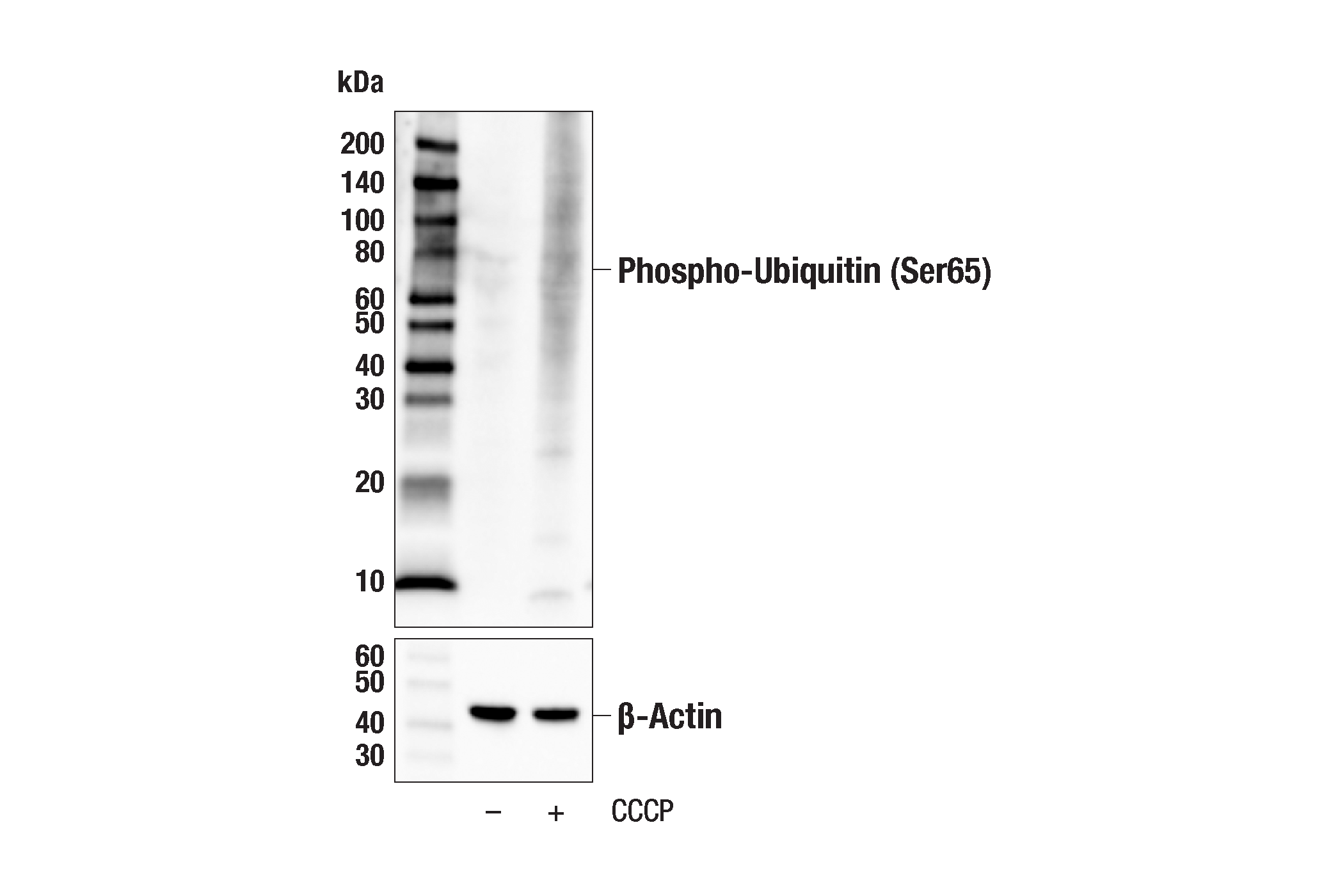 Western Blotting Image 1: Phospho-Ubiquitin (Ser65) (E2J6T) Rabbit mAb (Biotinylated)