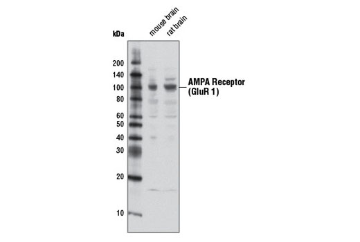 Western Blotting Image 1: AMPA Receptor (GluR 1) Antibody