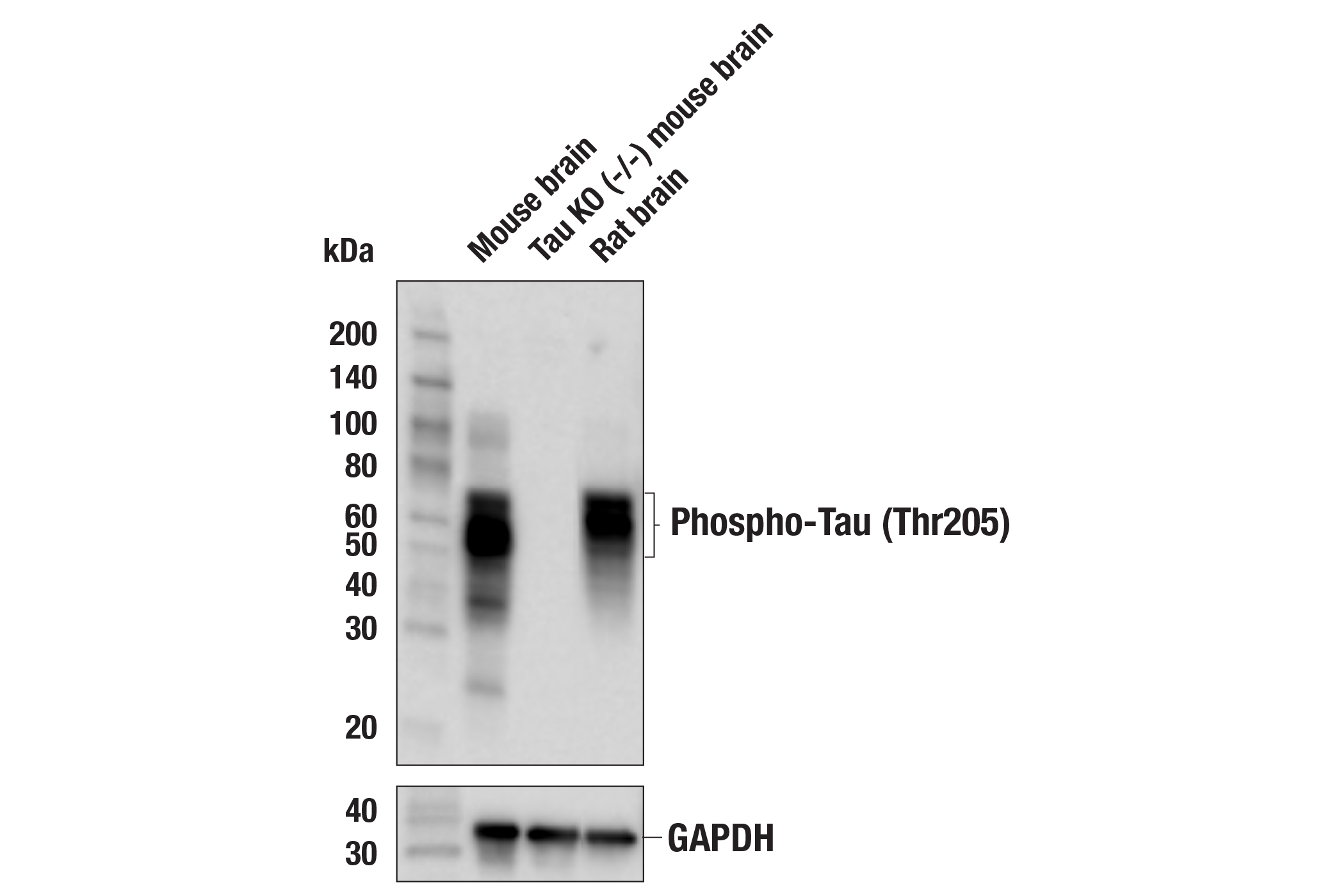 Western Blotting Image 2: Phospho-Tau (Thr205) (E8Q5Z) Mouse mAb (BSA and Azide Free)
