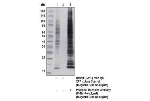 Immunoprecipitation Image 1: Phospho-Threonine Antibody (P-Thr-Polyclonal) (Magnetic Bead Conjugate)