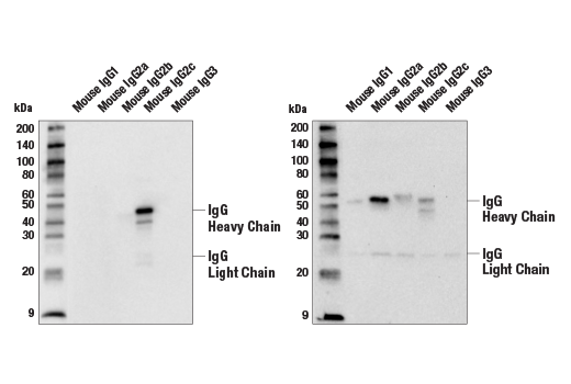 Western Blotting Image 1: Goat Anti-Mouse IgG2c Antibody (AP Conjugate)