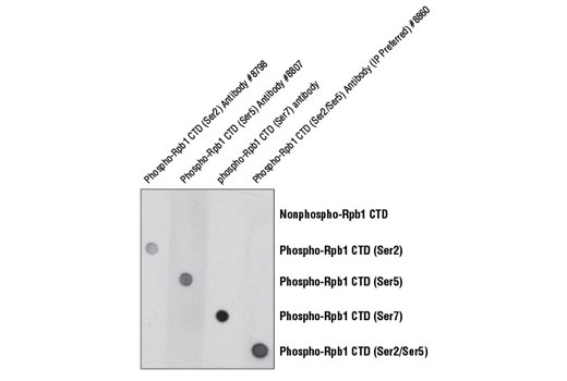 Image 1: Phospho-Rpb1 CTD (Ser2/Ser5) Antibody (IP Preferred)