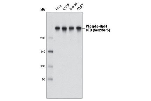  Image 2: Phospho-Rpb1 CTD (Ser2/Ser5) Antibody (IP Preferred)