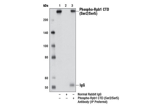  Image 3: Phospho-Rpb1 CTD (Ser2/Ser5) Antibody (IP Preferred)