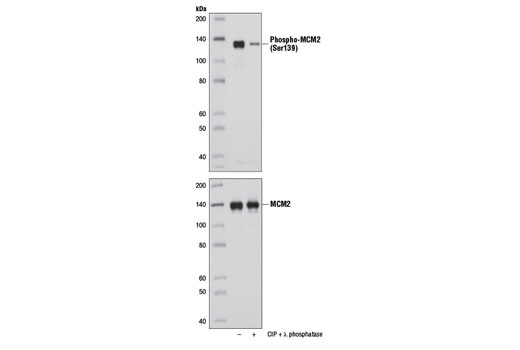 Western Blotting Image 2: Phospho-MCM2 (Ser139) Antibody