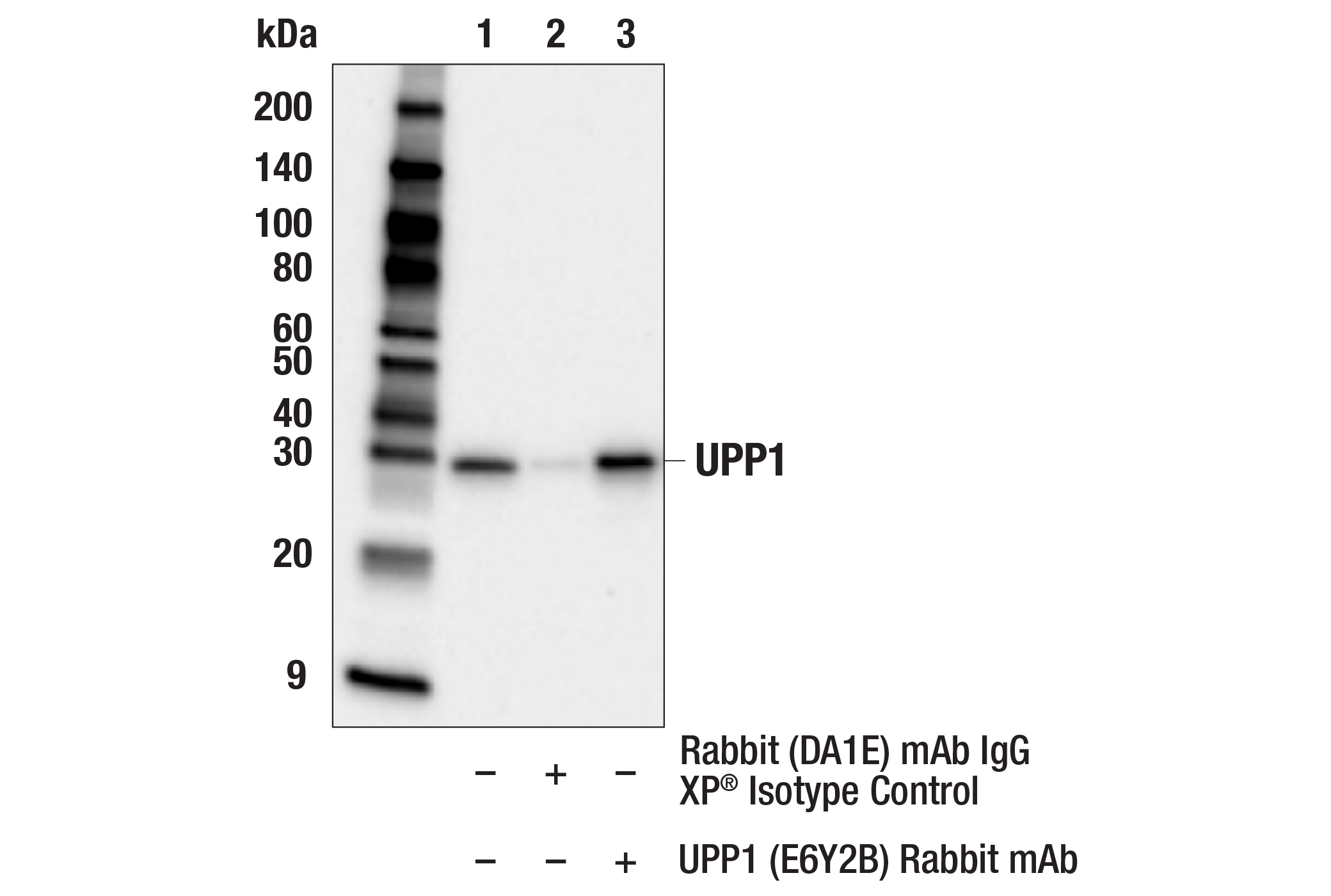 Immunoprecipitation Image 1: UPP1 (E6Y2B) Rabbit mAb