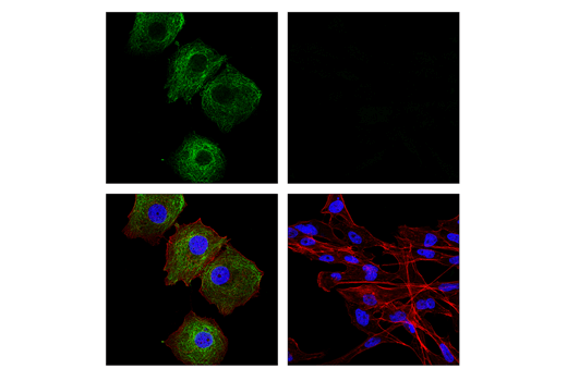 Immunofluorescence Image 4: MAP7 Antibody