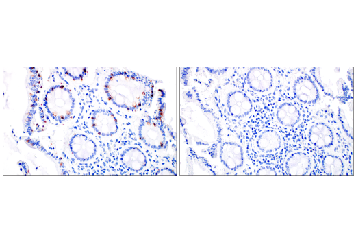 Immunohistochemistry Image 1: MUC2 (CCP58) Mouse mAb