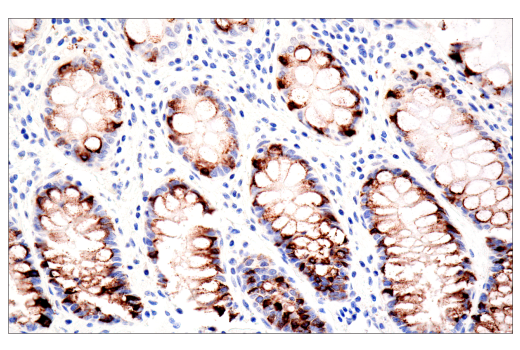 Immunohistochemistry Image 2: MUC2 (CCP58) Mouse mAb