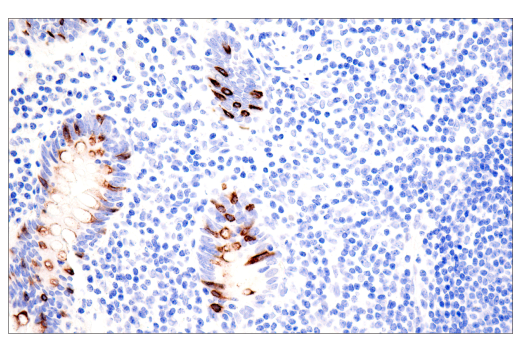 Immunohistochemistry Image 4: MUC2 (CCP58) Mouse mAb