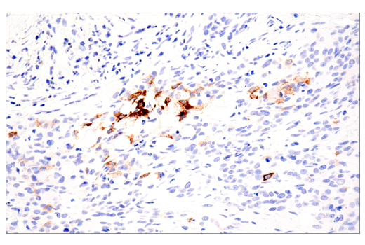 Immunohistochemistry Image 5: MUC2 (CCP58) Mouse mAb