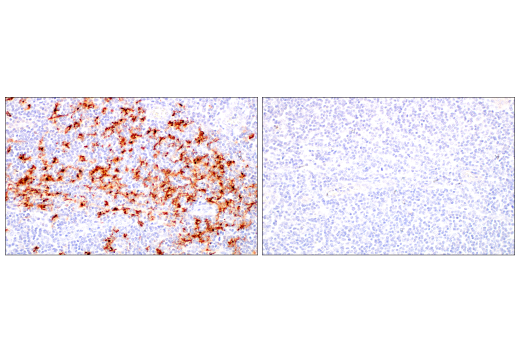 Immunohistochemistry Image 11: LAMP3/CD208 (E6E5U) XP® Rabbit mAb (BSA and Azide Free)