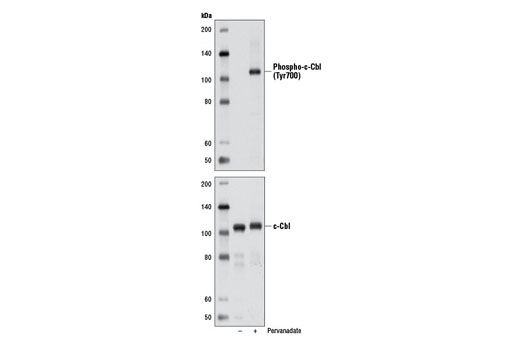  Image 12: Phospho-EGF Receptor Pathway Antibody Sampler Kit