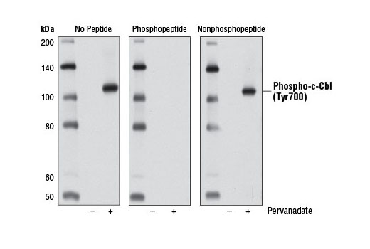  Image 16: Phospho-EGF Receptor Pathway Antibody Sampler Kit