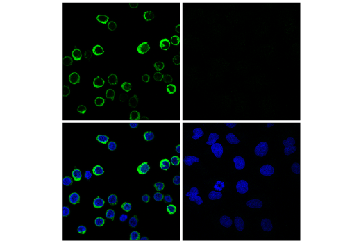 Immunofluorescence Image 1: Myeloperoxidase (E1E7I) XP® Rabbit mAb (BSA and Azide Free)
