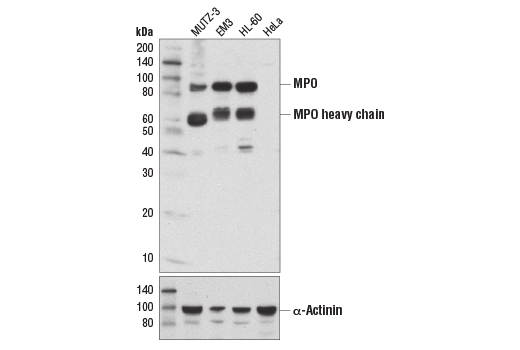 Western Blotting Image 1: Myeloperoxidase (E1E7I) XP® Rabbit mAb (BSA and Azide Free)