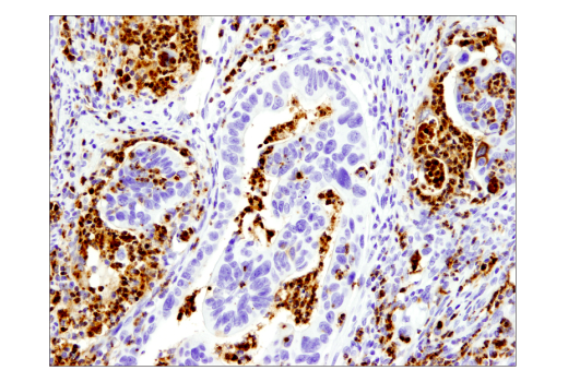 Immunohistochemistry Image 1: Myeloperoxidase (E1E7I) XP® Rabbit mAb (BSA and Azide Free)