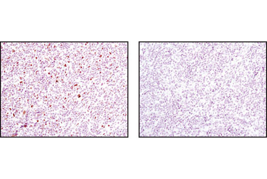 Immunohistochemistry Image 2: Phospho-Stat1 (Tyr701) (58D6) Rabbit mAb (BSA and Azide Free)