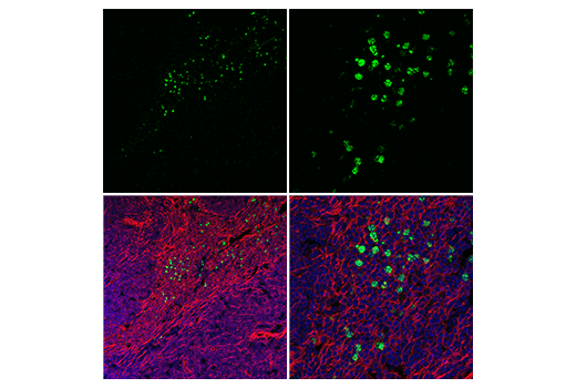 Immunofluorescence Image 1: Ly-6G (1A8) Rat mAb (FITC Conjugate)