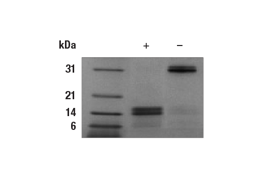  Image 1: Mouse IL-17A/F Heterodimer Recombinant Protein