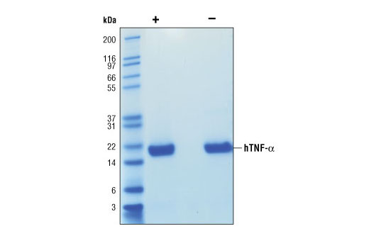  Image 1: Human Tumor Necrosis Factor-α (hTNF-α)