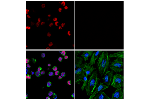 Immunofluorescence Image 1: GATA-1 (D52H6) XP® Rabbit mAb (Alexa Fluor® 647 Conjugate)