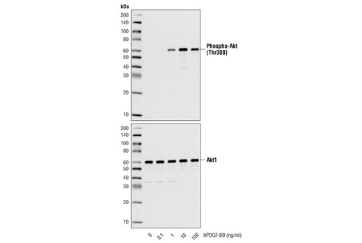  Image 3: Human Platelet-Derived Growth Factor BB (hPDGF-BB)