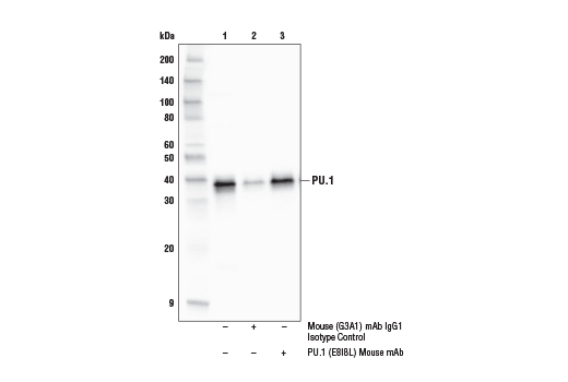 Immunoprecipitation Image 1: PU.1 (E8I8L) Mouse mAb