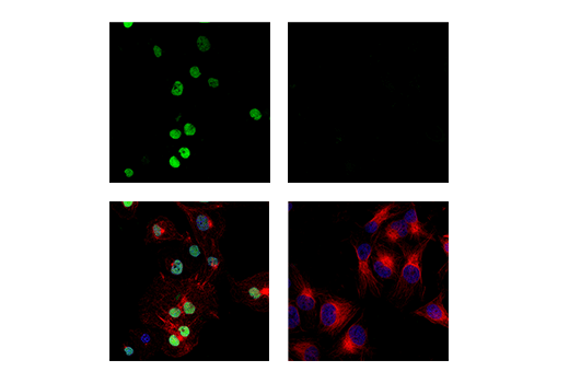 Immunofluorescence Image 1: PU.1 (E8I8L) Mouse mAb