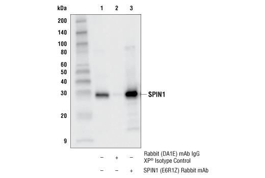 Immunoprecipitation Image 1: SPIN1 (E6R1Z) Rabbit mAb