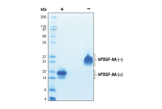  Image 2: Human Platelet-Derived Growth Factor AA (hPDGF-AA)
