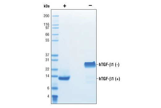  Image 2: Human Transforming Growth Factor β1 (hTGF-β1)