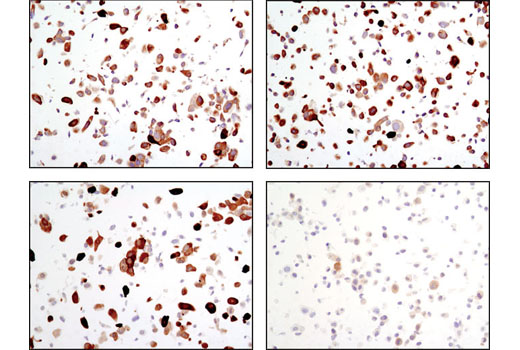 Immunohistochemistry Image 2: Phospho-NDRG1 (Thr346) (D98G11) XP® Rabbit mAb (BSA and Azide Free)