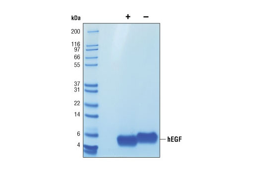  Image 2: Human Epidermal Growth Factor (hEGF)