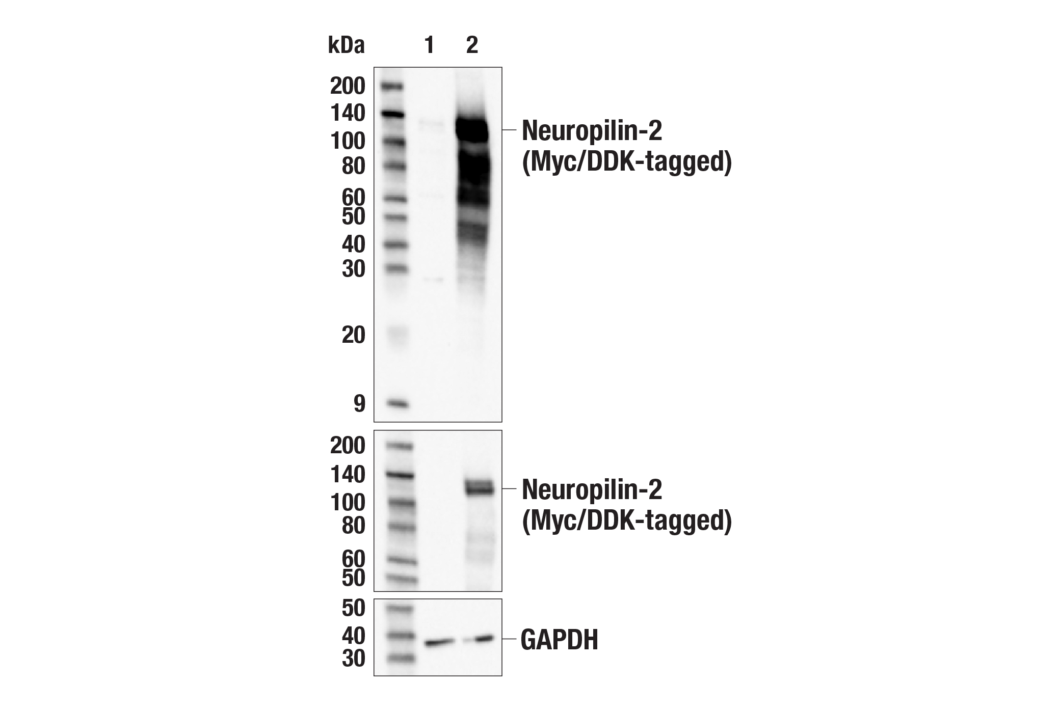 Western Blotting Image 2: Neuropilin-2 Antibody