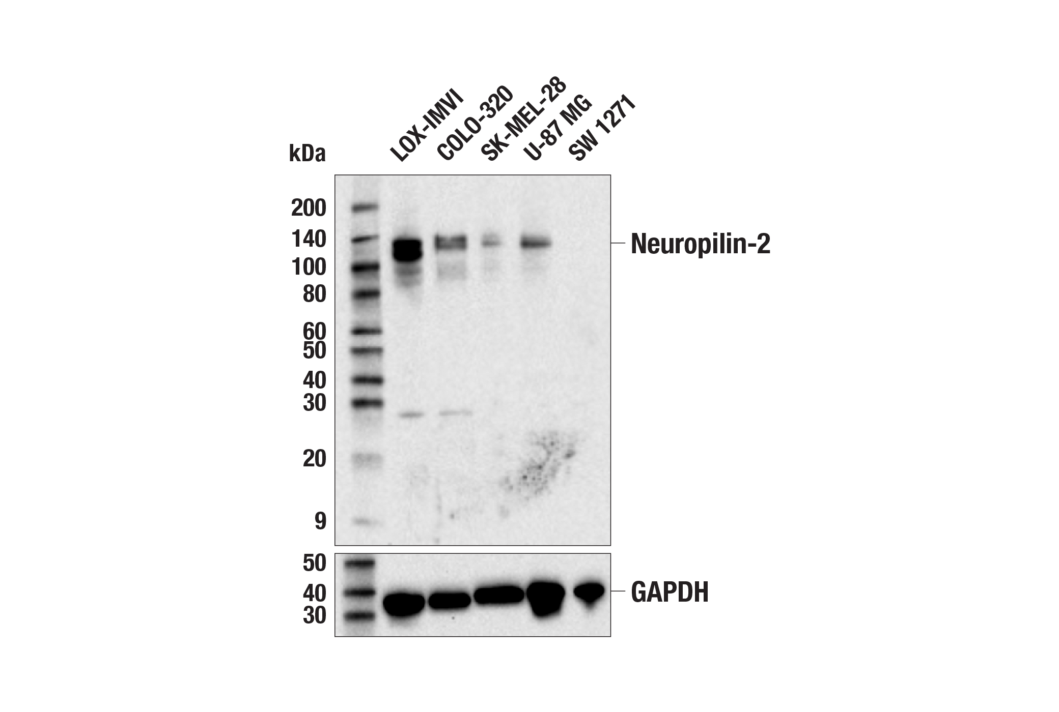 Western Blotting Image 1: Neuropilin-2 Antibody