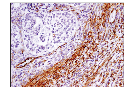 Immunohistochemistry Image 3: SDF1/CXCL12 (D8G6H) Rabbit mAb (BSA and Azide Free)