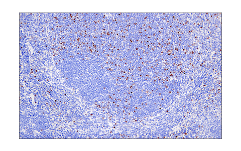 Immunohistochemistry Image 7: Helios (E4L5U) Rabbit mAb
