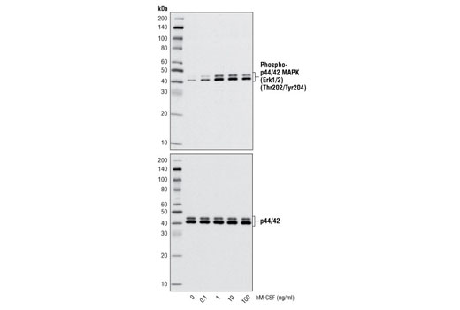  Image 3: Human CSF-1/M-CSF Recombinant Protein