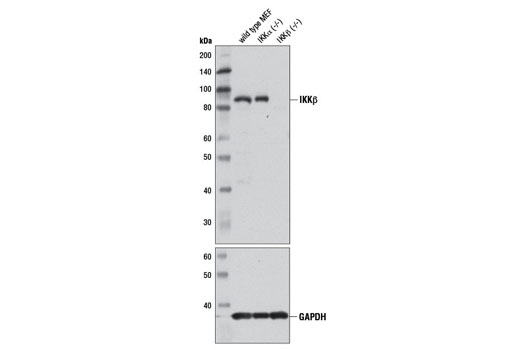  Image 8: IKK Isoform Antibody Sampler Kit