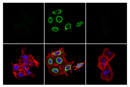 Immunofluorescence Image 1: Bax (2D2) Mouse mAb
