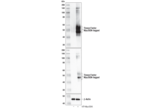 Western Blotting Image 1: Tissue Factor/CD142 (E9M6T) XP® Rabbit mAb (BSA and Azide Free)