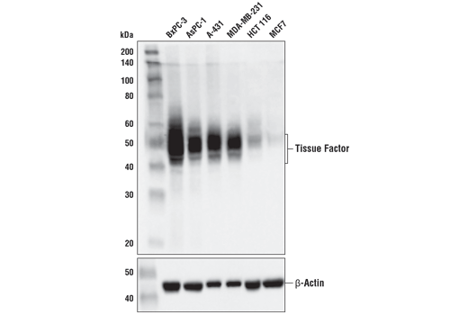 Western Blotting Image 2: Tissue Factor/CD142 (E9M6T) XP® Rabbit mAb (BSA and Azide Free)